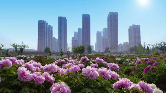 （菏澤牡丹與城市交相輝映。圖片來源：《崛起中的牡丹城》菏澤市攝影家協會 馬星魁）